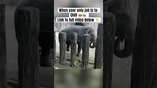 Elephants on Chill Mode