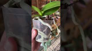 WHEN TO WATER YOUR ORCHID #plantlove #orchid #orchidslover #orchisofinstagram #orchidslover #fyp