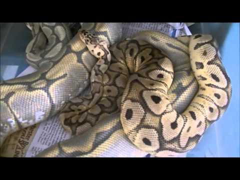 Ball Python Breeding Update 2016
