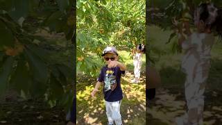 Cherry Picking Adventure! #cherry #cherries #cherrypicking #fruits #algorithm #ytshorts #okanagan