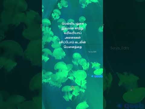 மெல்லிய ஓசைஇதமான காற்றுவரிவரியாய்அலகைகள்ரசிப்போம் கடலின்மௌனத்தை#sea #sealovers#silence