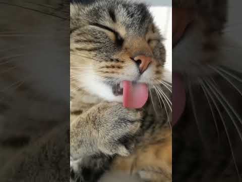 Cats And😍🤩🐈🐾💖 Kittens Videos #shorts #cats #viral #catlover #cat