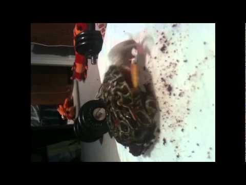 rat pinky gets handeled