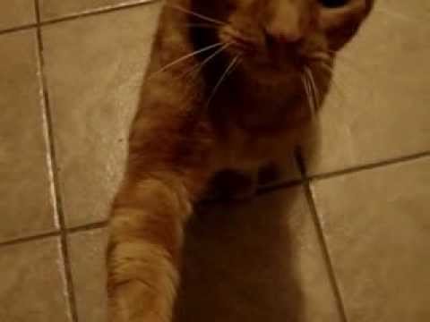 Nigel - Love you forever my sweet little guy