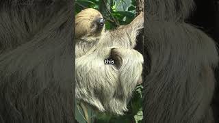 79% people are unaware of  5 Crazy Facts About Sloths  #youtubeshorts   #funfacts  #ancientmystery