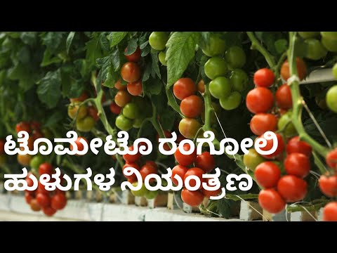 ರಂಗೋಲಿ ಹುಳುಗಳ ನಿಯಂತ್ರಣ | Tomato Leaf Miner | Control and Treatment