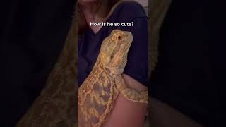 Chuck can be vulnerable, believe it or not 💛 #cutepets #reptilelover #pets #beardeddragon