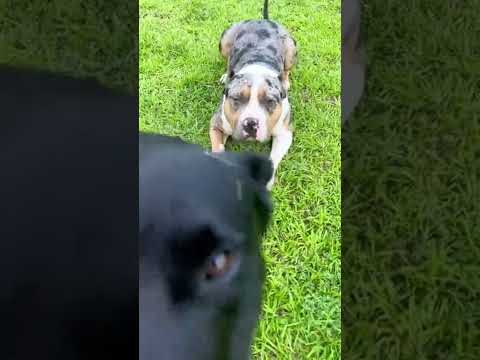 Excuse me #cute #dog #shorts #nature #relaxing