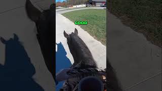 Horse Training: Overcoming Distractions