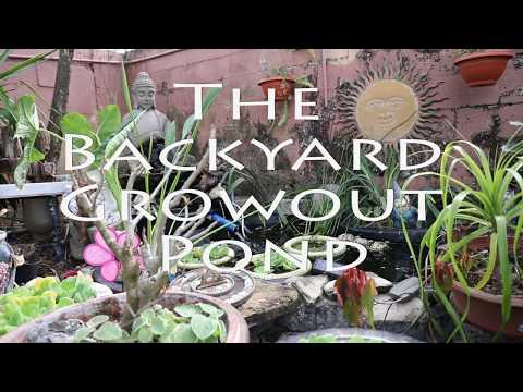 The Backyard:Growout Pond For The Baby Orandas