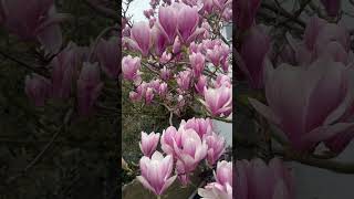 Spring Flowers #springvibes #london  #spring2025