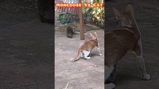 Mongoose vs Cat  Watch the Real Action 🔥#animals #fight#animallover #shorts #viral