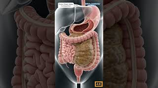 Digestive System Animation of Colon Containing Giant Compacted Stool Mass #shorts #youtubeshorts