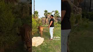Tiger #MashaAllah #faiziwildlife #fazysheikh #savethetigers #savewildlife