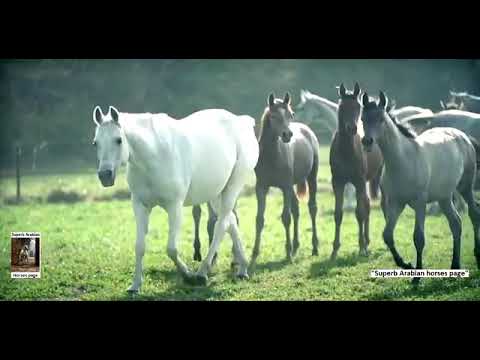 Best video of Arabic horses