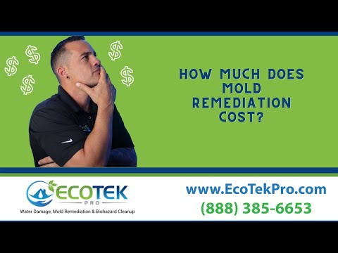 How Much does Mold Remediation Cost?