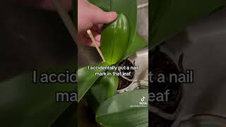 Orchid update 😍 #orchid #orchidcare #plant #plantcare #planttips #orchidslover #plantlover #fyp