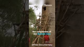 Guardians of Life: The Baobab Tree