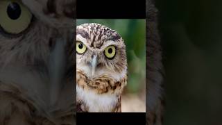 Top 5 Amazing FACTS about animals #short #youtubeshorts #indianfacts #factsindian #viralshort #viral