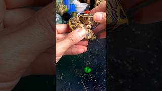 I spent $3000 on 5 snakes! #halloweenwithshorts #molinarosnakelab #python #royalpython #ballpython