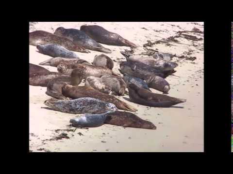 San Francisco City Tour |Alcatraz Island | Muir Woods Park |SF Bay Cruise| Night Tour
