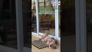 Adorable Dog's Work-Free Zone: Blissful Sleep All Day!