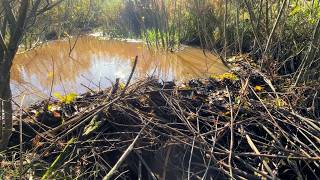 Beaver Dam Blocked the Canal… So I Took Care of It