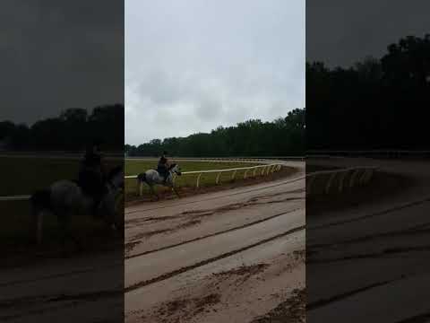 Horses working at the track(1)