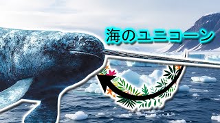 ナーバル | 動物ドキュメンタリー