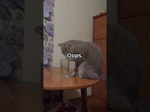 POV: You’re a Cat at 3AM & Chaos is Your Job 😼🌙" #cat #cuteanimal #funnycats