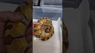 Lika is so sweet 😋#ballpython #shorts #pythonregius #exotics #petlover #video #reptile #pet #animals
