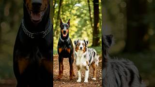 What Happens When a Doberman and an Aussie Shepherd Have a Puppy? #dogshorts