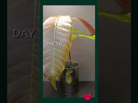 From Seed to Mango Tree 🌱 | Watch the Magic of Growth #GardeningTherapy #shorts  #nature