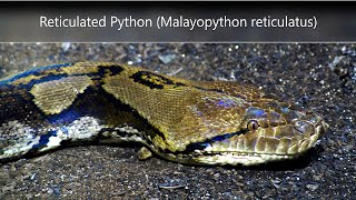 Reticulated Python (Malayopython reticulatus)