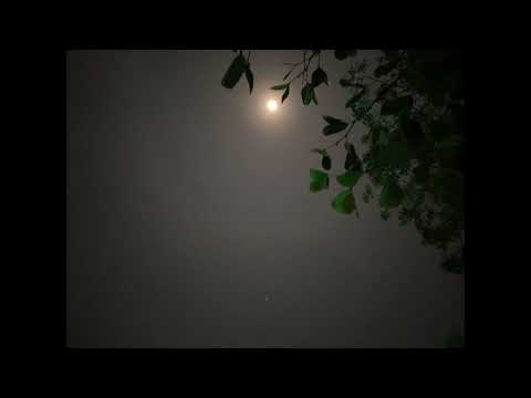 Crickets Under the Moon – Calming Nature Sounds for Sleep#insectsounds, #nightambience