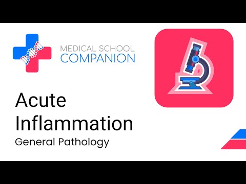 Acute Inflammation | Neutrophils