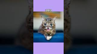 Where Are The Famous Cat Memes Now?💔🕊️ (ThenVsNow) #shorts