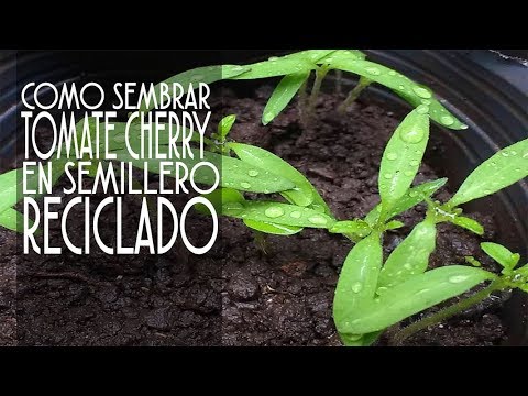 Como plantar tomate cherry semillas. En semillero reciclado EN CASA