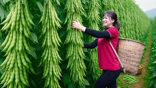 Harvesting 20kg of Fresh Cove Beans! 🧺🌿 Market Day with Juicy Fruits & Veggies | Luyến Harvesting