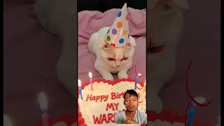you're back ❤️#greenca #cats #cathapybirthday #catai #feedshorts