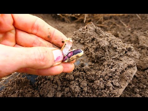 Harvesting Peanuts on Sustainable Homestead | Regenerative Soil Building w/ Legumes