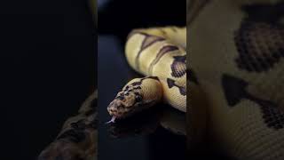 Couple of grow ons….   #ballpython #royalpython #reptiles #animals #ytshorts #snake #pets #eminem