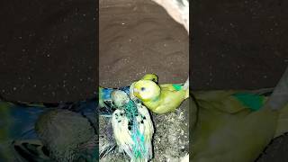 First time meeting my Budgie 🐣 #Budgies #BajariTota #PetLovers #Shorts #Birds #CutePets #Mithu