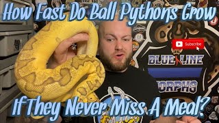 How Fast Do Ball Pythons Grow If They Never Miss A Meal? || Good Eaters VS Bad Eaters Part 1