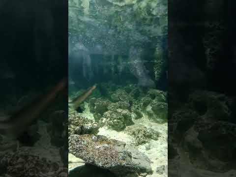 jatim Park 1 malang #viralvideo #fypシ゚viral #shorts #masukberanda #trending #fyp #hiu #ikan