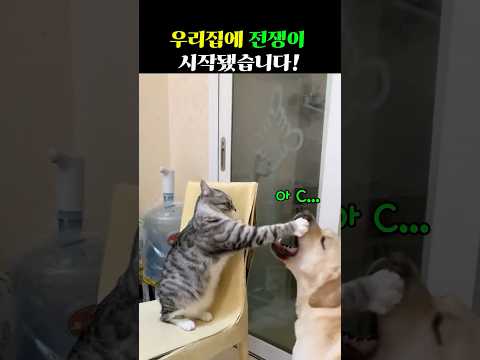 냥, 멍이의 싸움의 승자는 누가될까요? #오늘의 스마일 픽 #웃긴쇼츠 #동물쇼츠