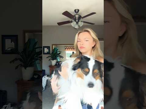 santa got me a fat barbie #funny #comedy #puppy #foryou #shorts #fypシ゚viral #fyp #dogs #video #lol