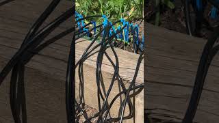 Unstoppable solar drip irrigation system #garden #backyardgardening