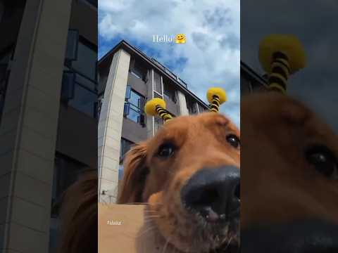 Dog Dancing clips 🤗🌹 #dance #doglover #dog