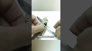 Can This Stone Really Cure Snake Bites?! 😱🐍 #snakestone #cobrastone #MythVsScience